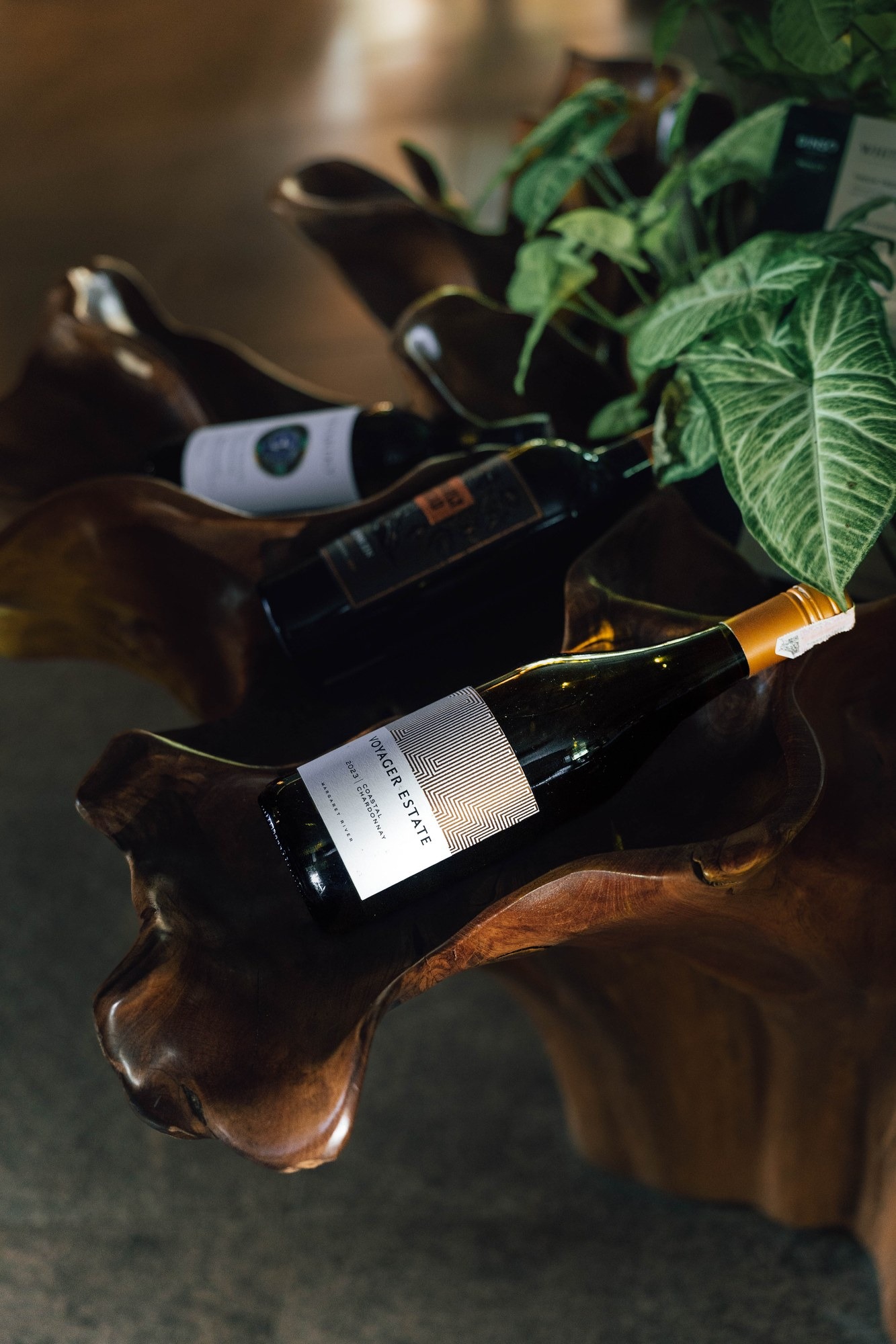 Cellar — Still Life